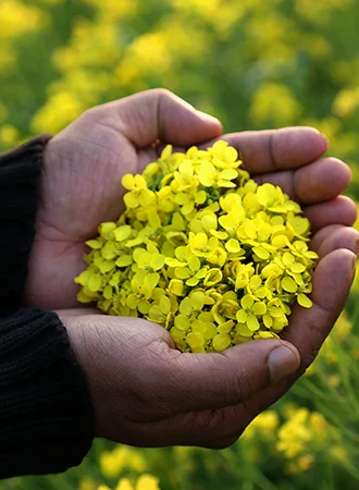 afiat_bmustard_oil_seeds_hand